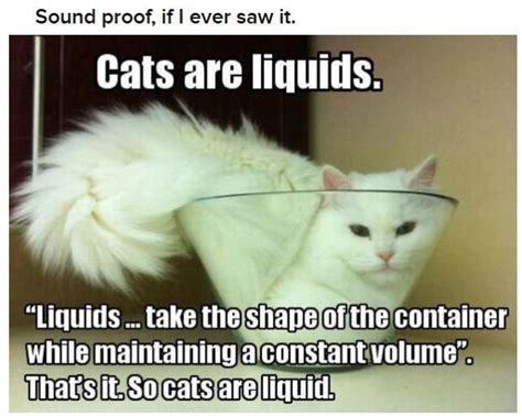 cats are liquids